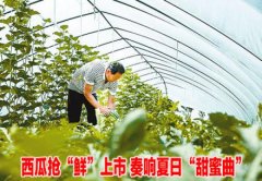 扑棱着同党却找不到出